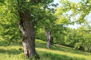 Monte Bibele_3